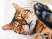 Bengal Cat